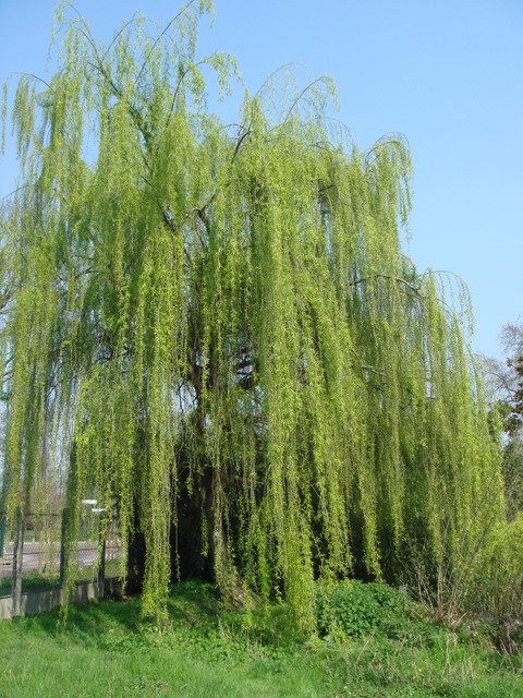 Salix x pendulina var.elegantissima
